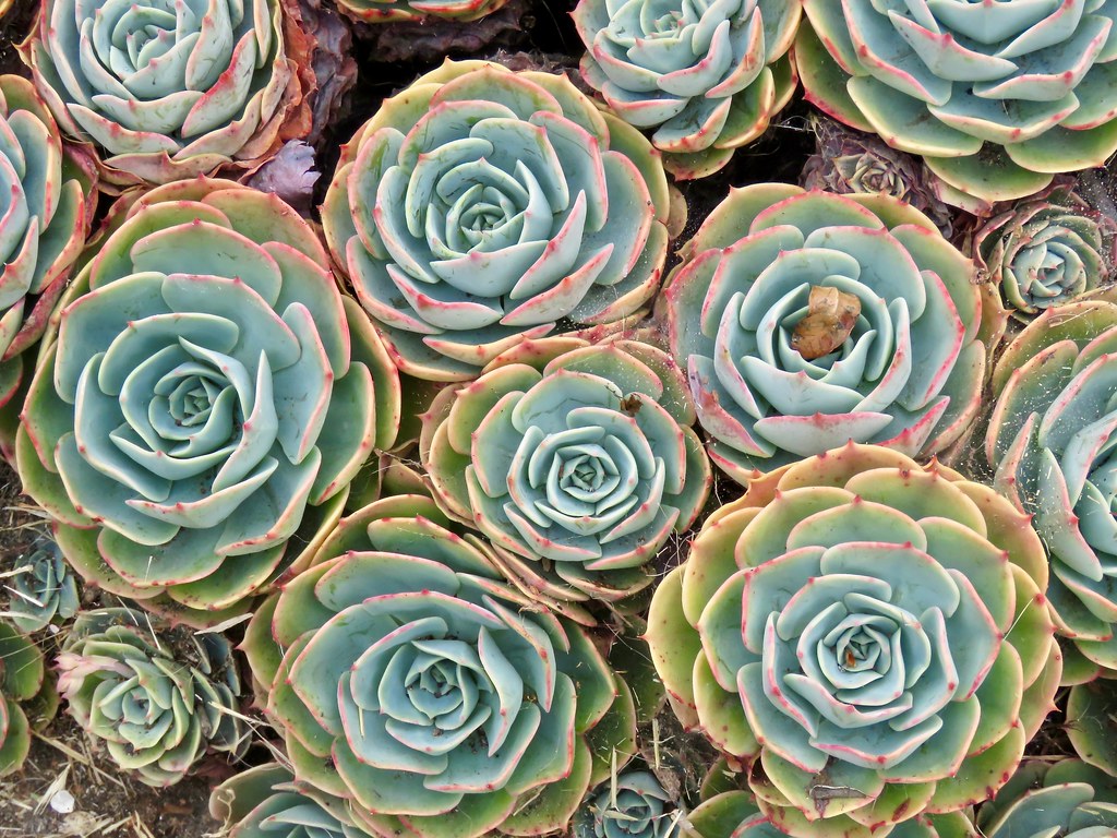 Succulents