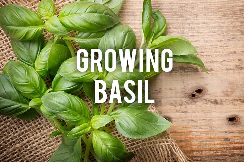 Growing Basil – The Easy Way!