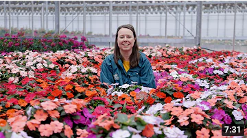 How to Grow Sunpatiens