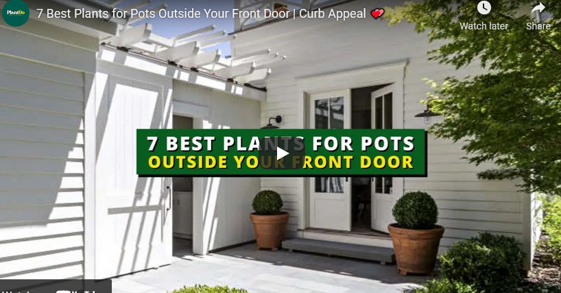 Best Plants for Pots Outside Front Door