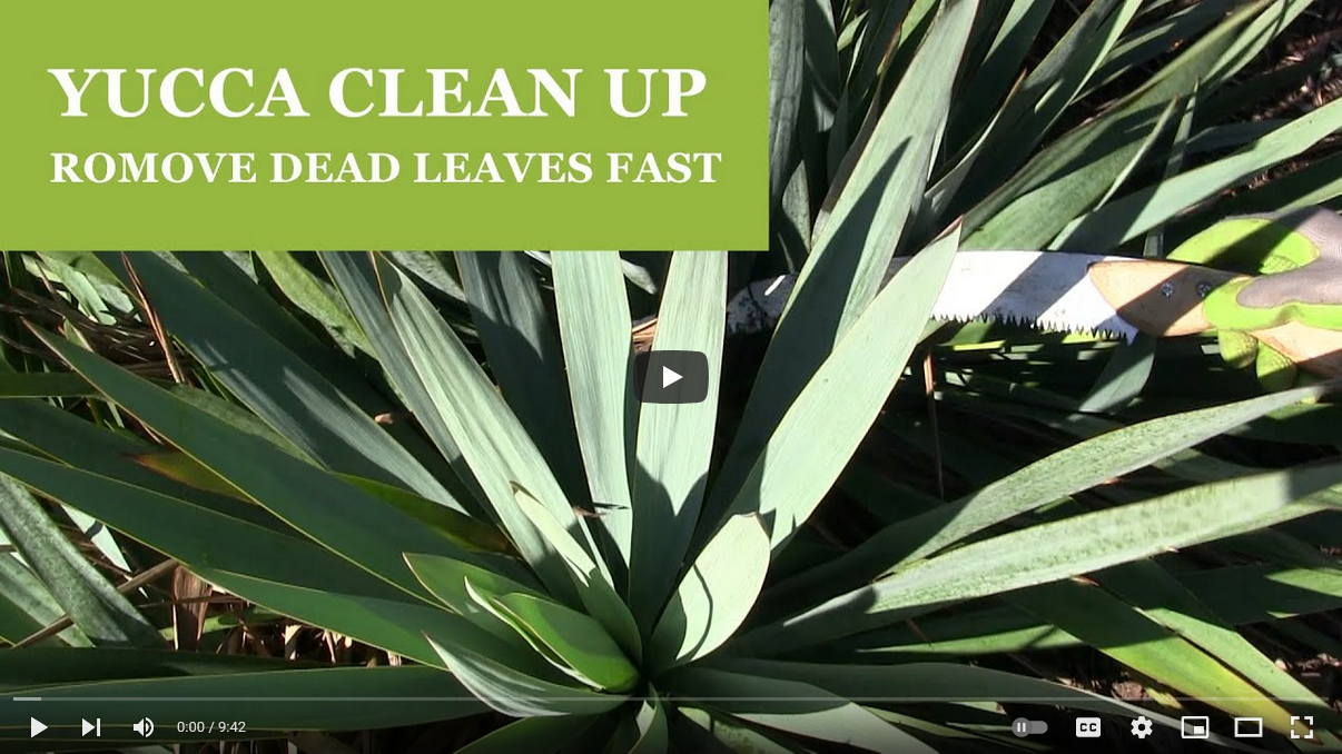 Easy Ways to Maintain Your Yucca Plants
