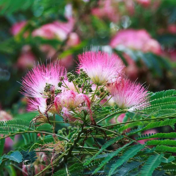 Beauty of Flowering Mimosa Trees