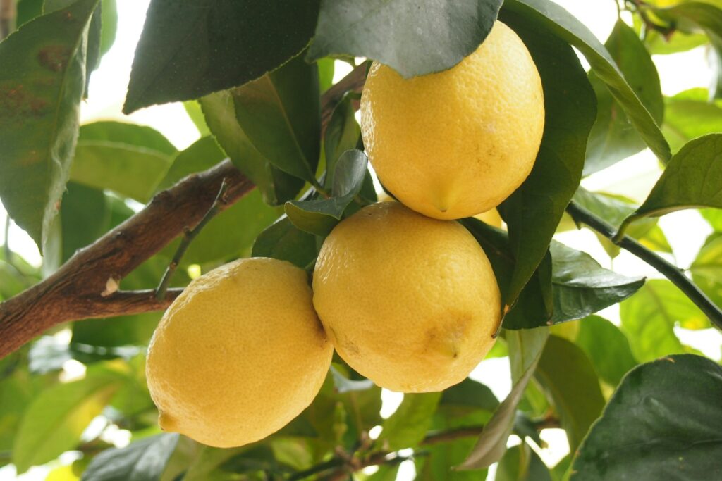 Improved Dwarf Meyer Lemon Tree