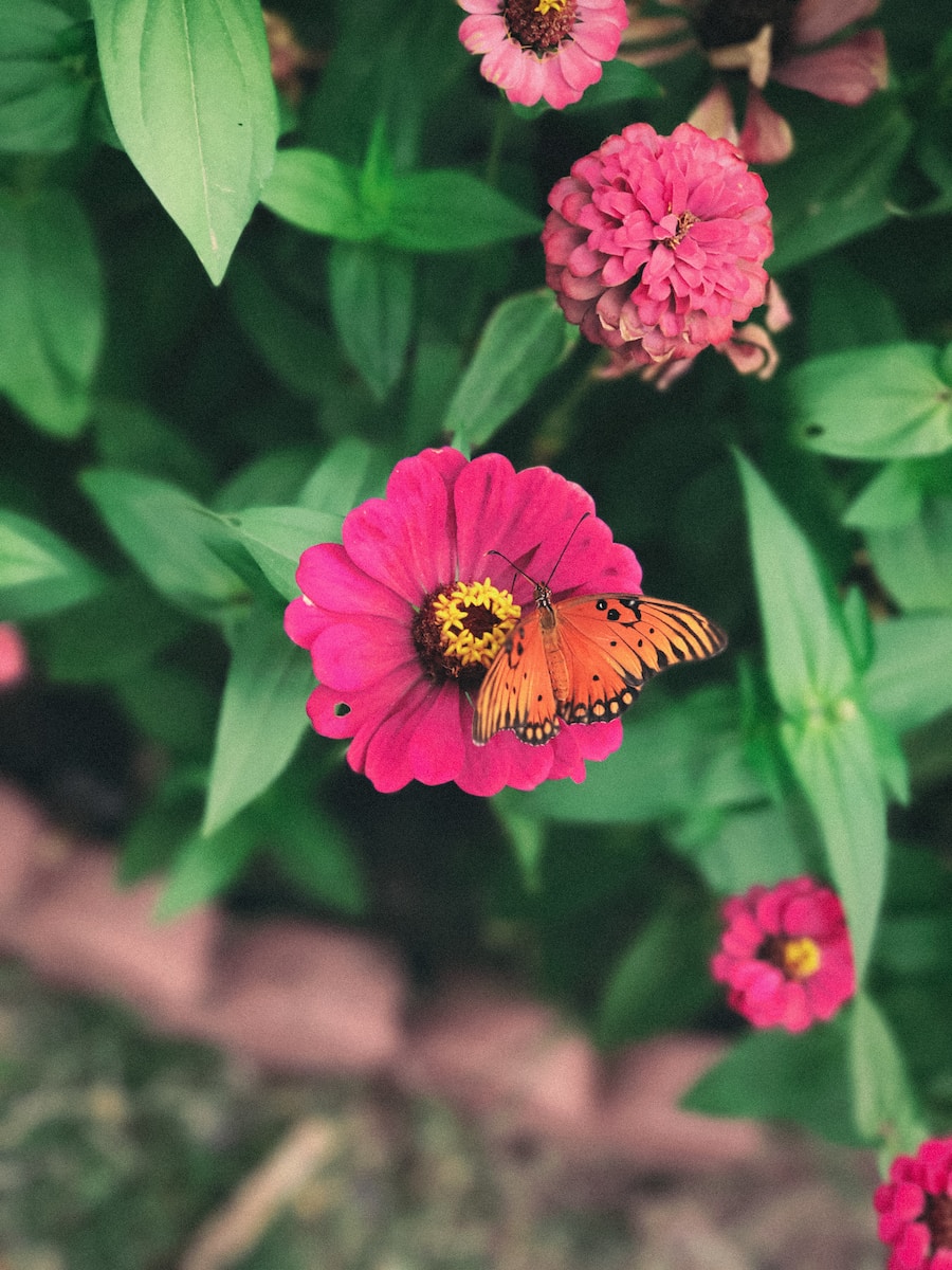 Zinnia: A Guide to Growing and Caring for These Beautiful Flowers