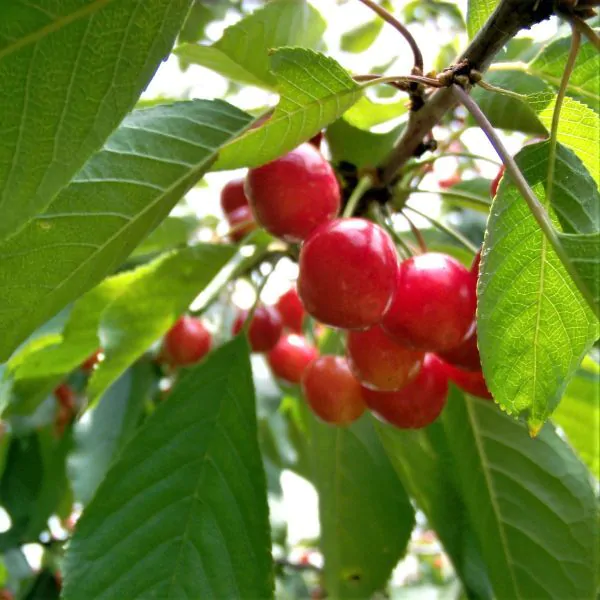 Exploring the Sweetness of Montmorency Cherries