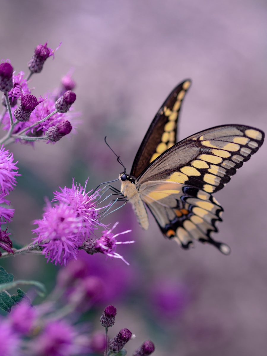 Creating a Pollinator Paradise: How to Attract Bees, Butterflies, and Birds to Your Garden