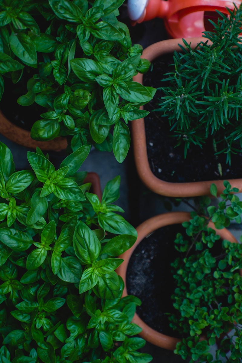 How to Grow Fresh Herbs Indoors All Year Long