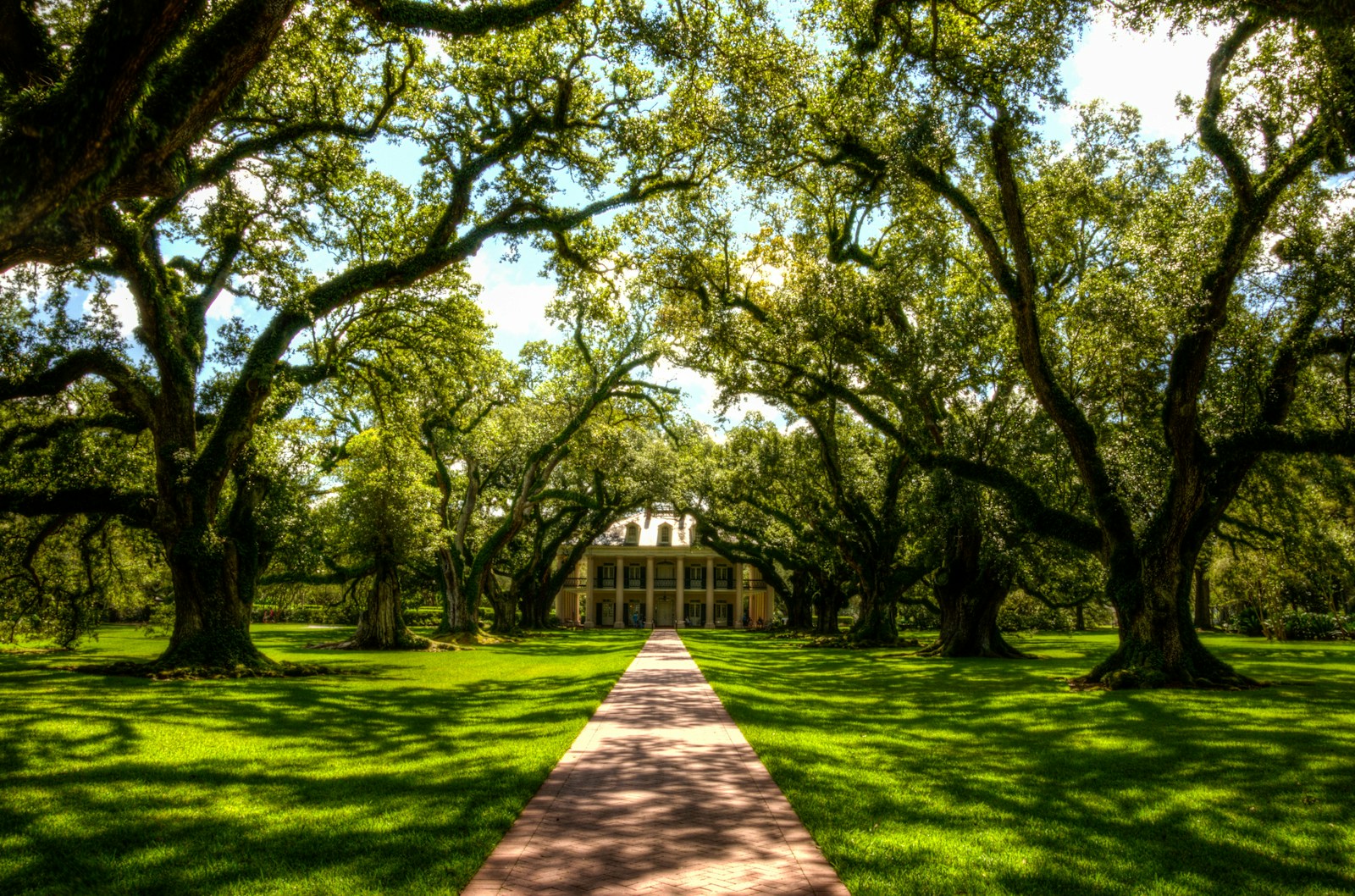The Best Shade-Loving Flowers for Southern Gardens