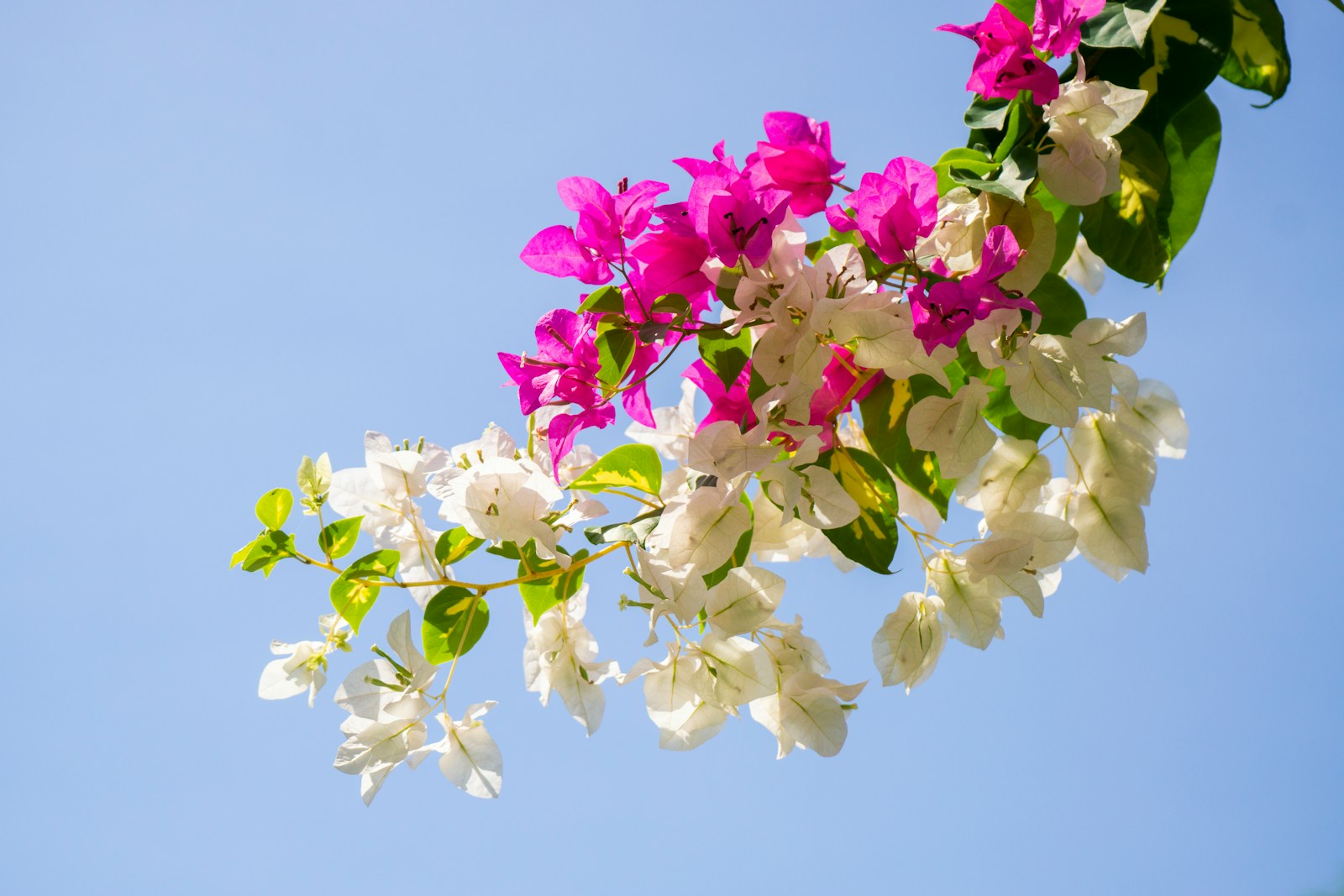 Meet Imperial Thai Delight Bougainvillea: A Flower That Changes Colors Before Your Eyes