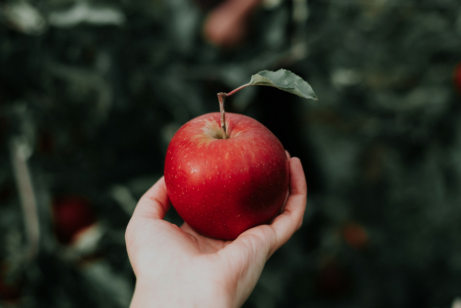 Why We Can’t Get Enough of the Honeycrisp Apple