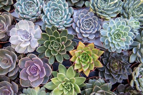 Echeveria Succulent Growing Guides, Tips, and Info