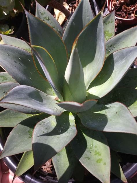 Agave 'Moonshine' - World of Succulents | Succulents, Agave, Agave plant