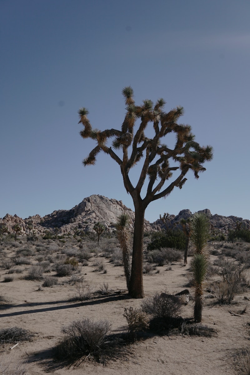 Agave In America: From Tough Desert Plant To Sweetener And Spirit