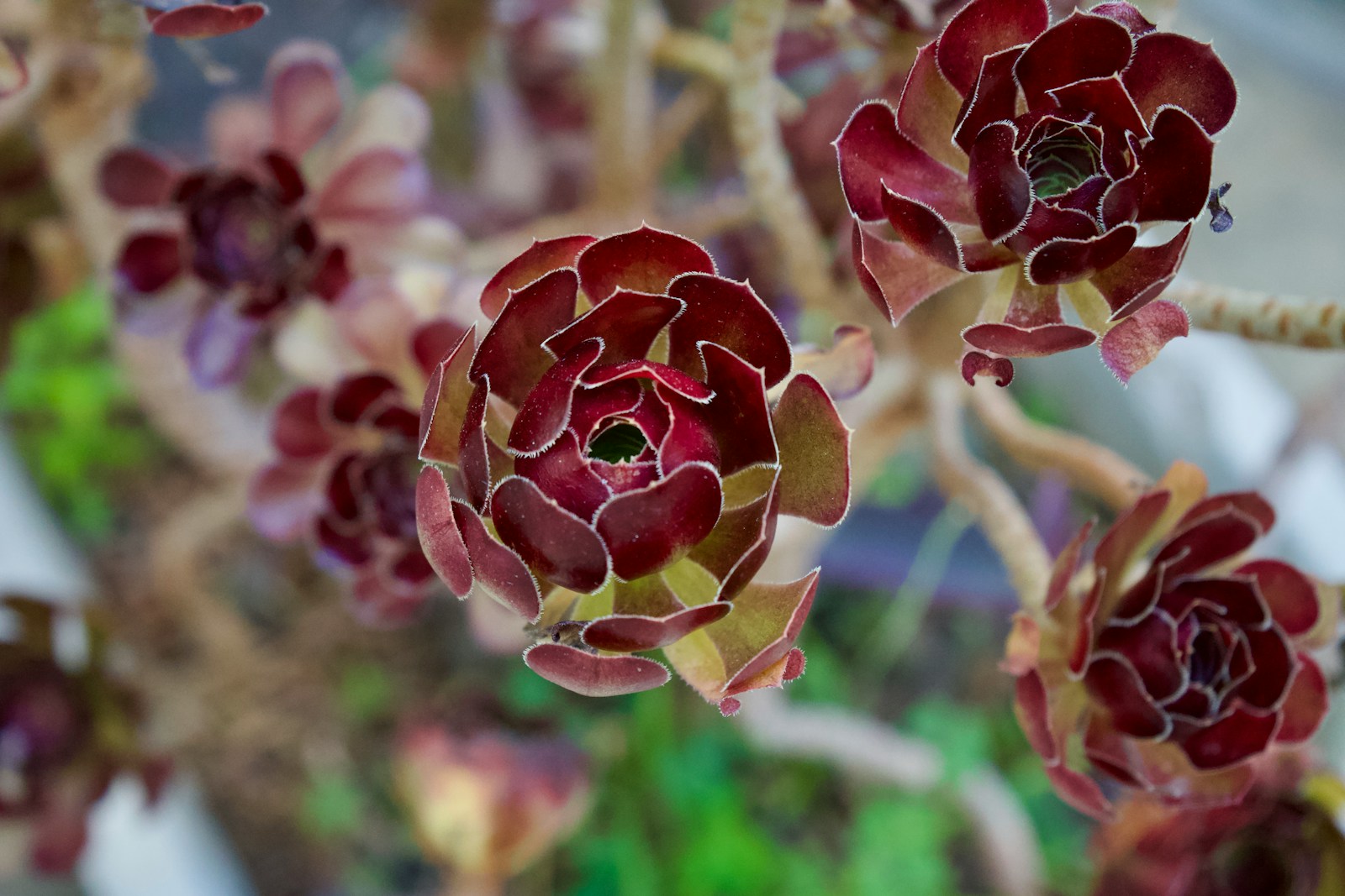 Echeveria: Rosette Succulents That Look Like Living Flowers