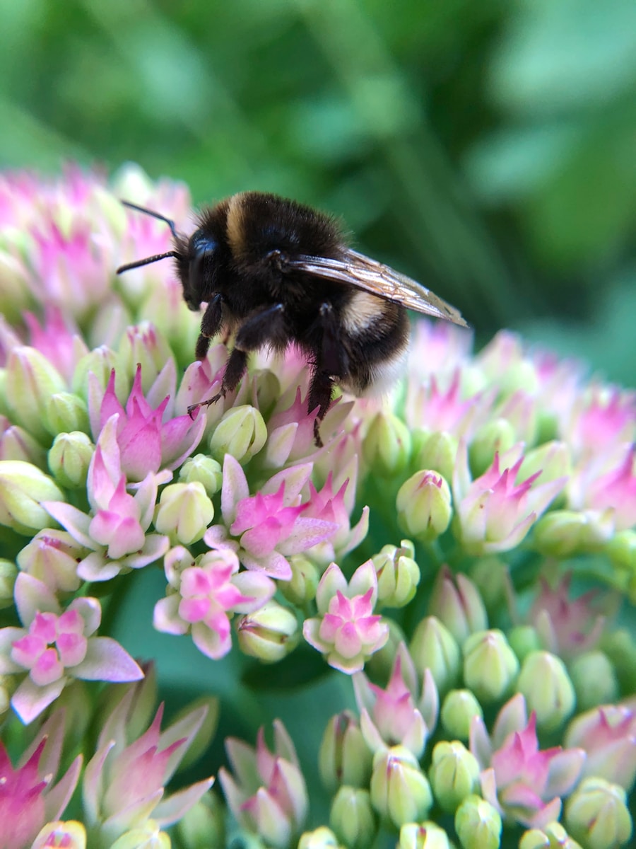 Sedum: The Easy-Care Succulent Workhorse For American Gardens