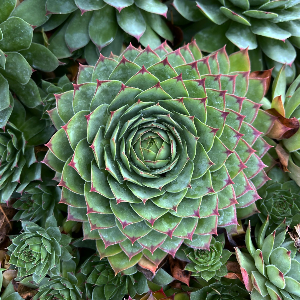 Sempervivum: Hens and Chicks That Laugh At The Cold