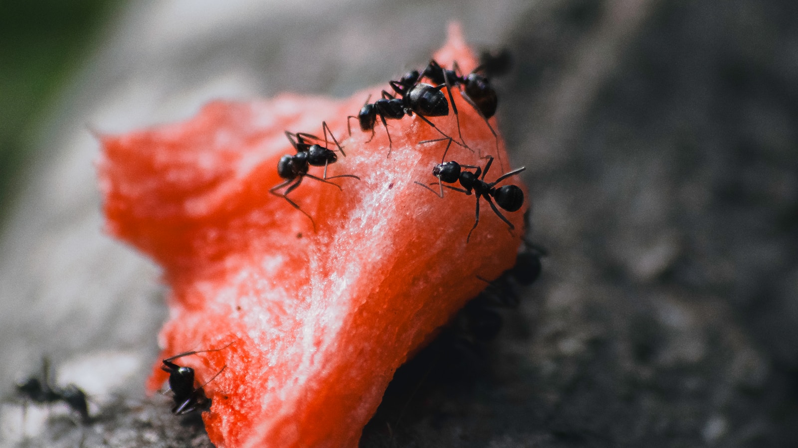 How to Get Rid of Ants in Your Kitchen: A Calm, Clear Guide for Everyday Life