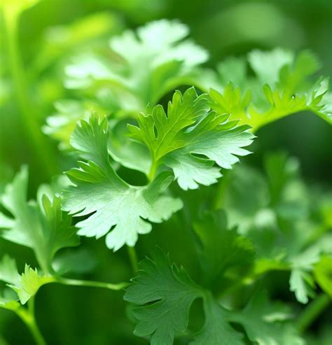 Organic Slow Bolt Cilantro: More Leaves, Less Bolting
