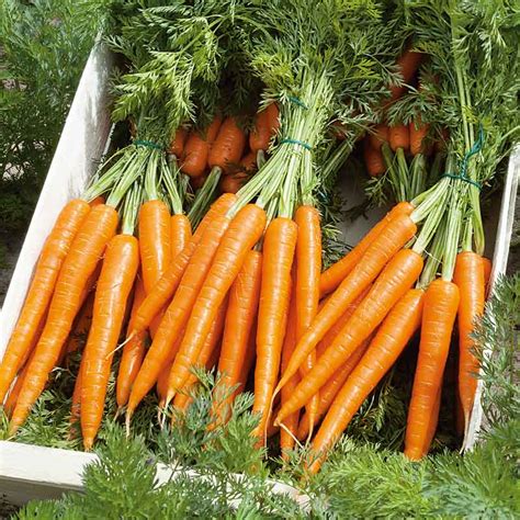 Carrot Seeds - Tendersweet - Aasgardens