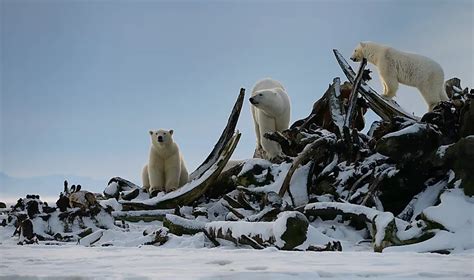 Where to See Polar Bears in Alaska (Best Places, Best Time, and Simple Planning Tips)