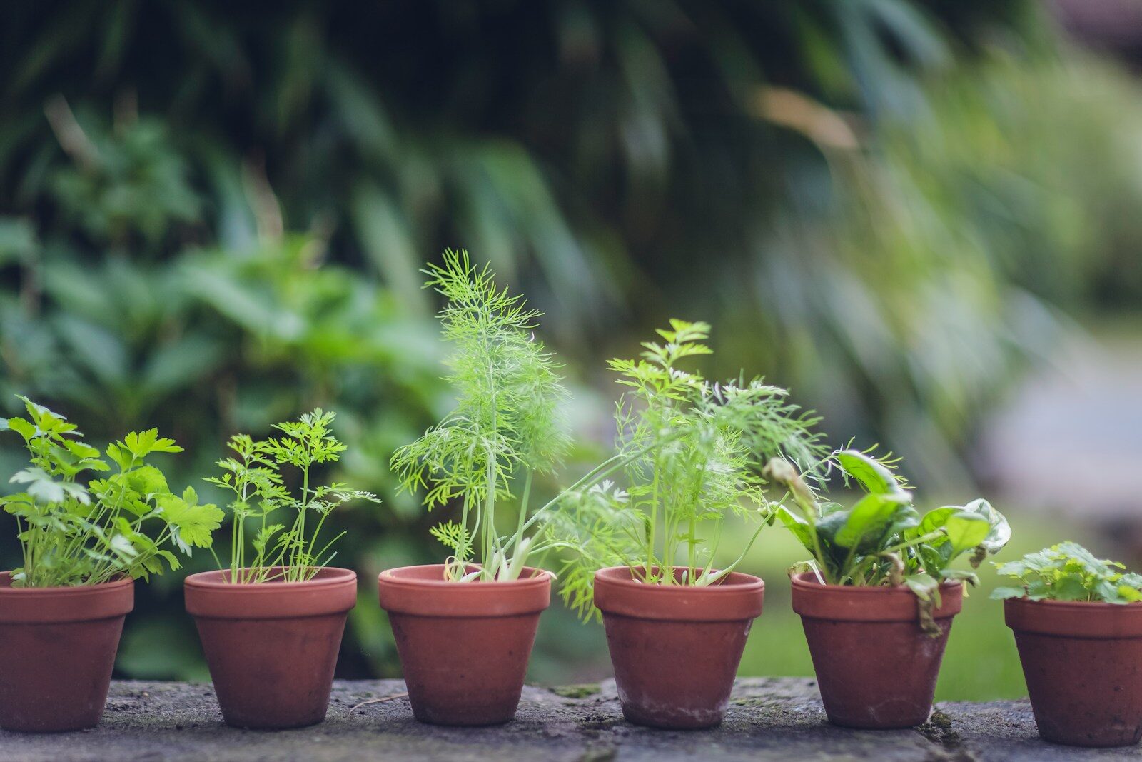 Best Herbs for Container Gardening in Phoenix and Tucson