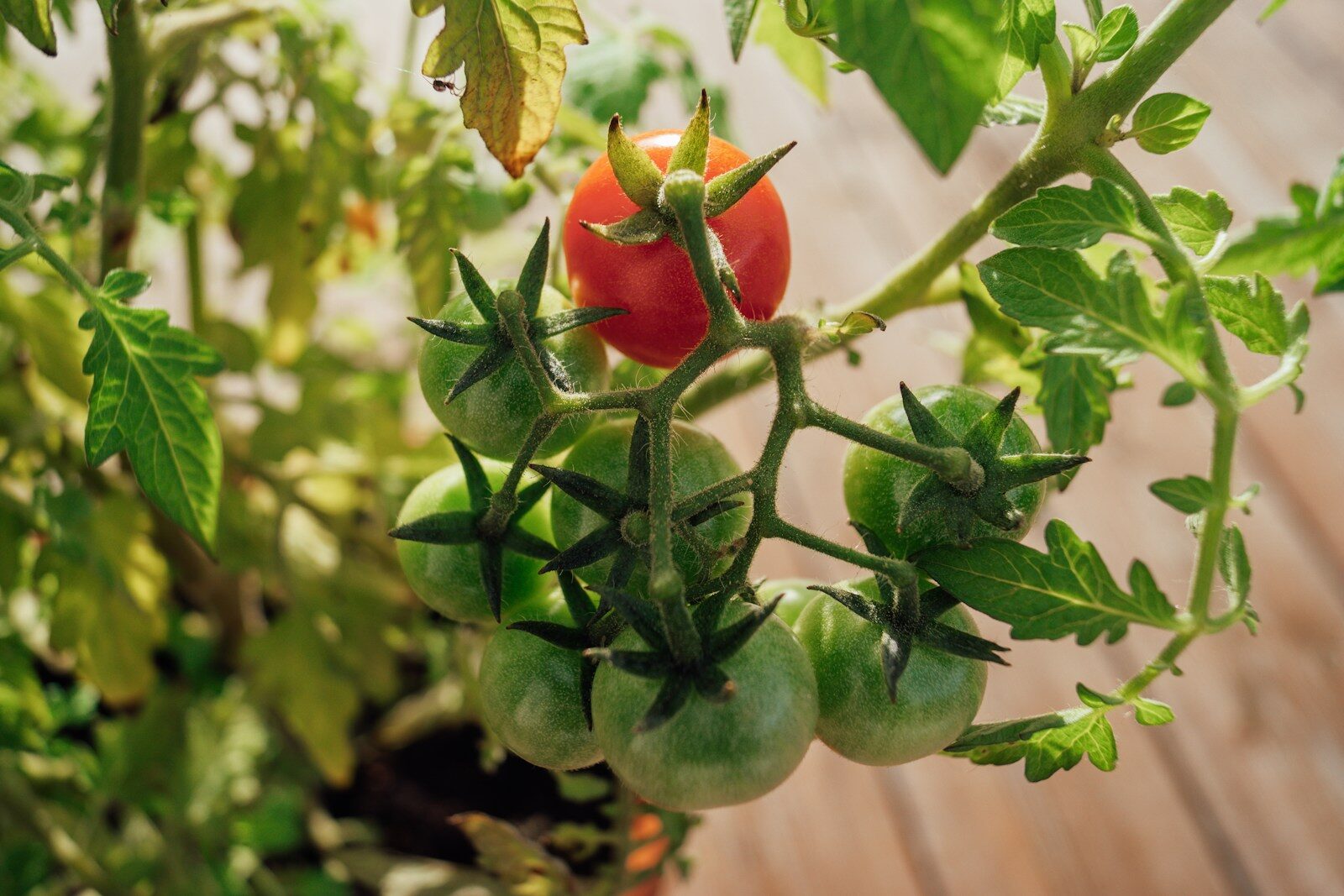 How to Grow Tomatoes in Arizona Heat Without Losing Your Plants