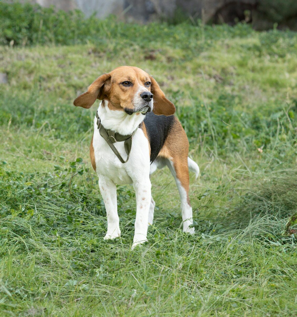 Where Is Purina Dog Food Made? What Pet Owners Should Know
