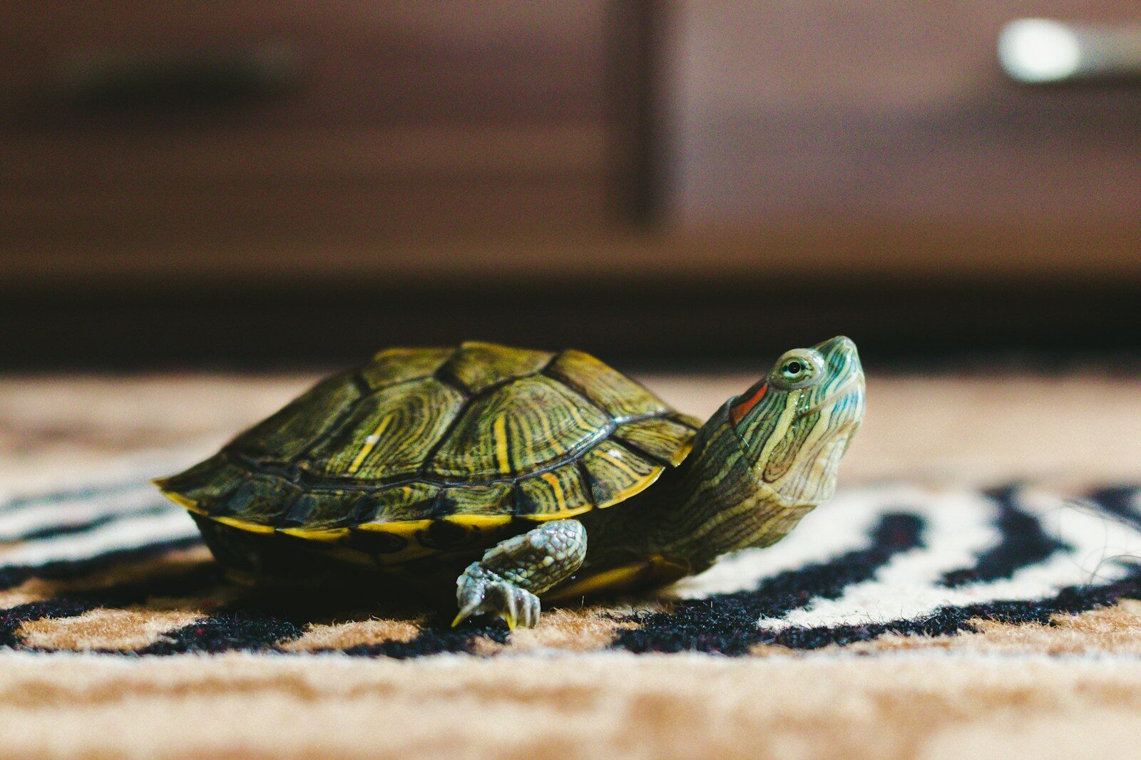 How Long Can Red-Eared Sliders Go Without Food? What Turtle Owners Should Know