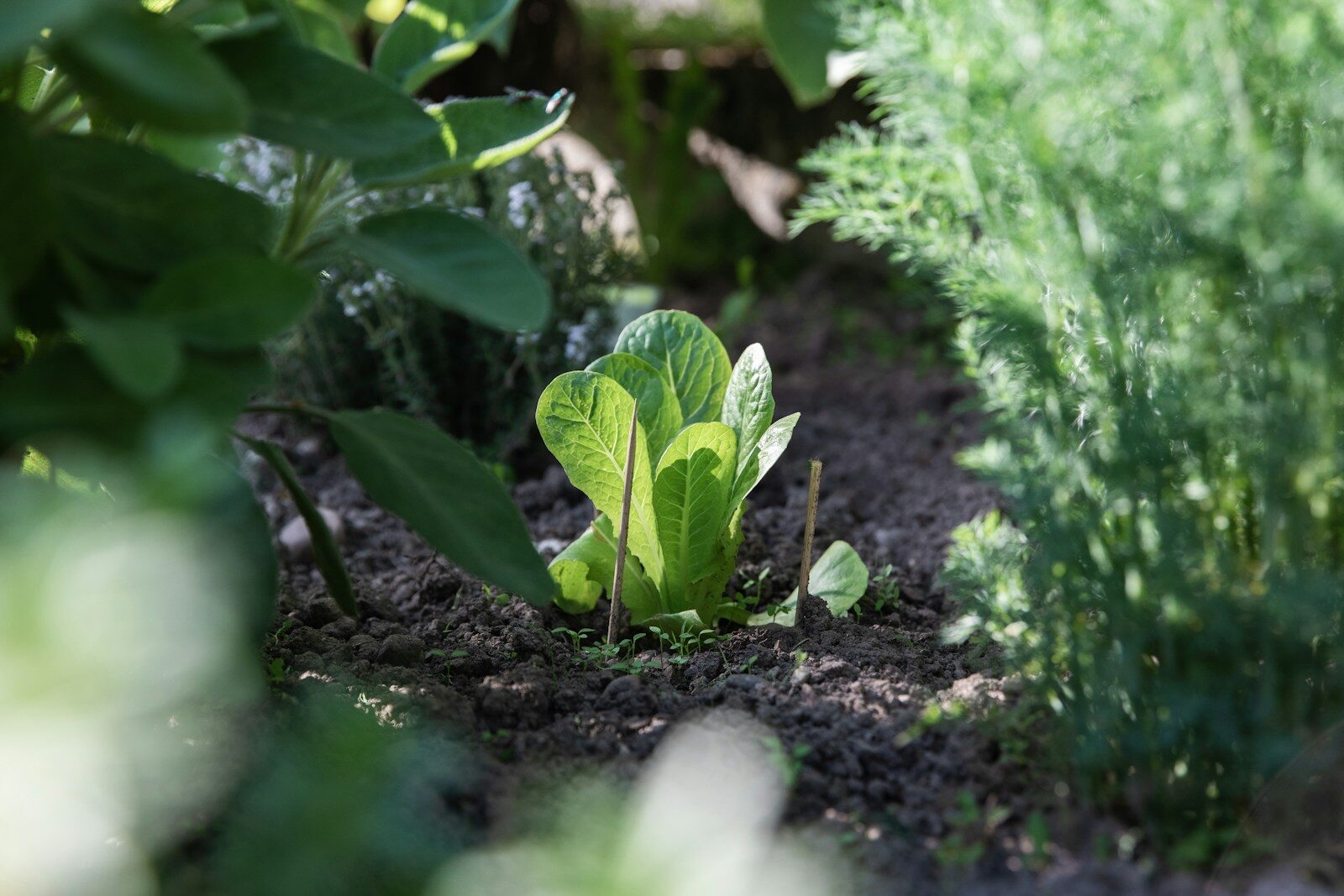 How To Get Rid Of Ants In A Vegetable Garden