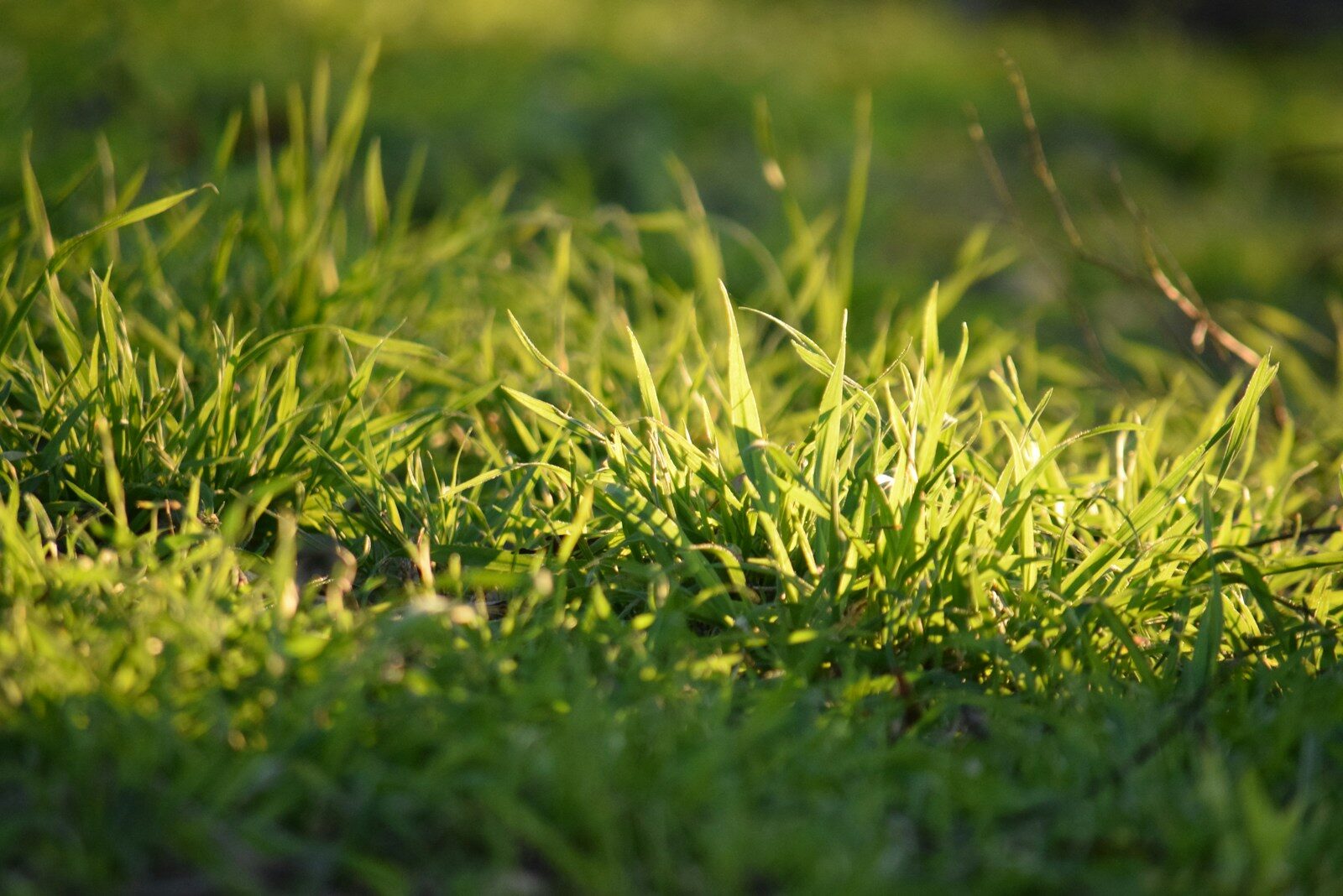 How to Keep Grass Out of a Garden