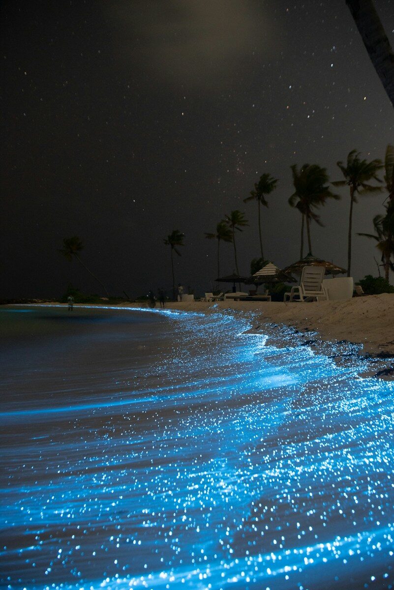 Why Are Beaches Glowing at Night? A Simple Guide to Bioluminescent Beaches